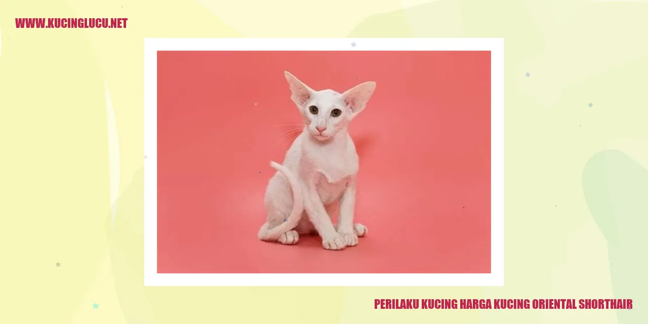 Perilaku Kucing Oriental Shorthair