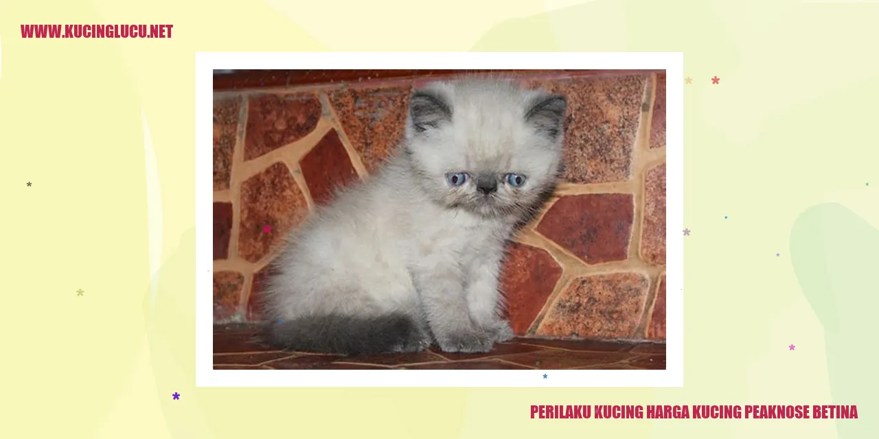 Perilaku Kucing peaknose betina