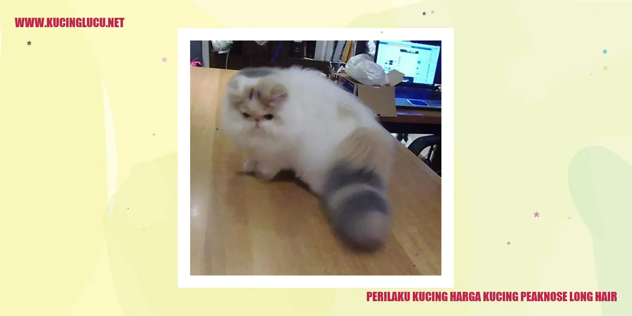 Perilaku Kucing peaknose long hair