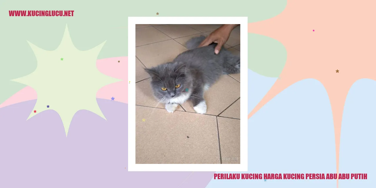 Tingkah Laku Kucing Persia