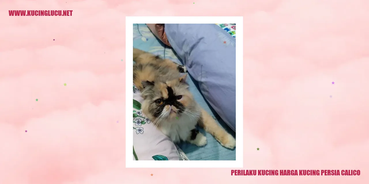 Perilaku Kucing Persia Calico