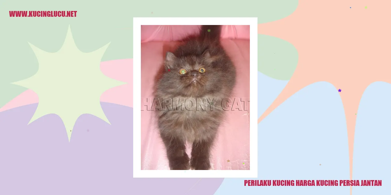 Kucing Persia Jantan