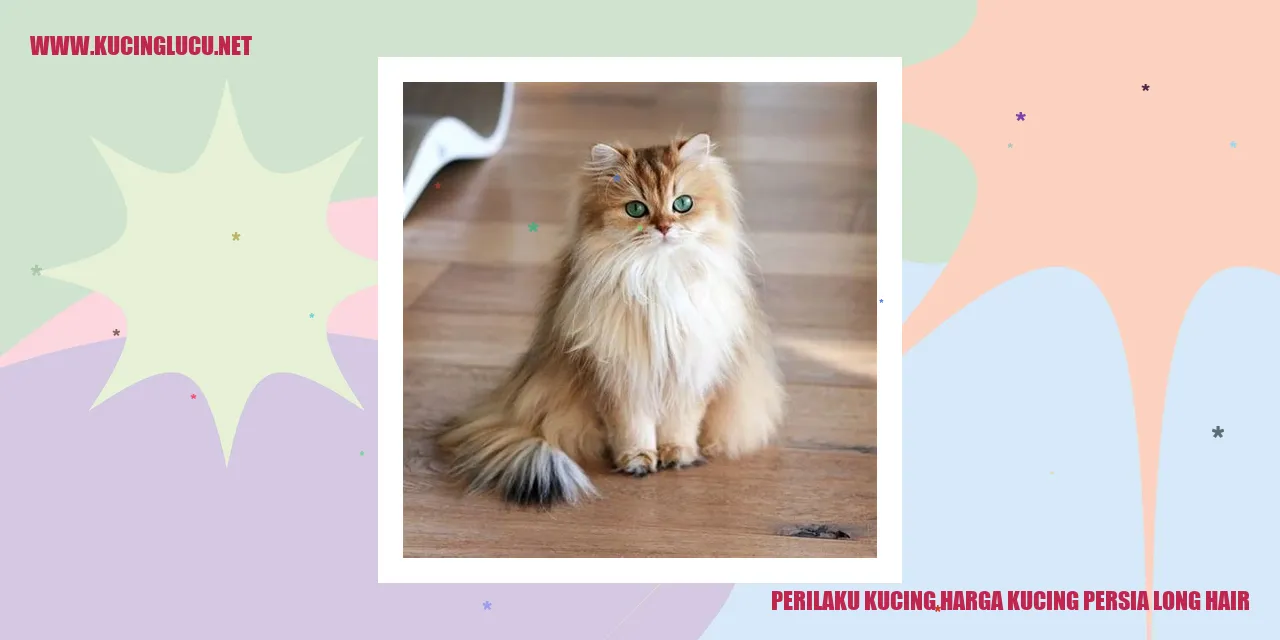 foto kucing persia long hair