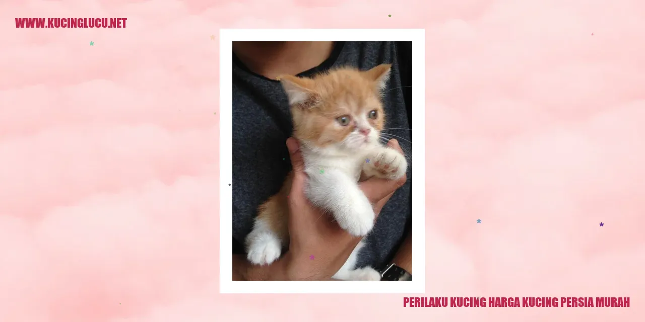 Kucing Persia dengan Harga Terjangkau