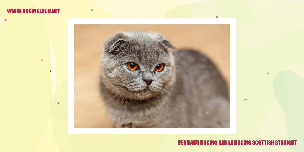Perilaku Kucing Scottish Straight