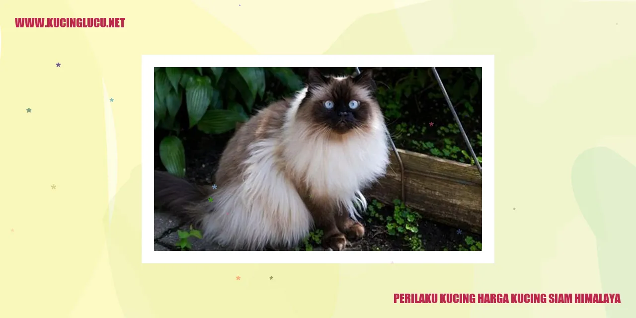 Kucing Siam Himalaya