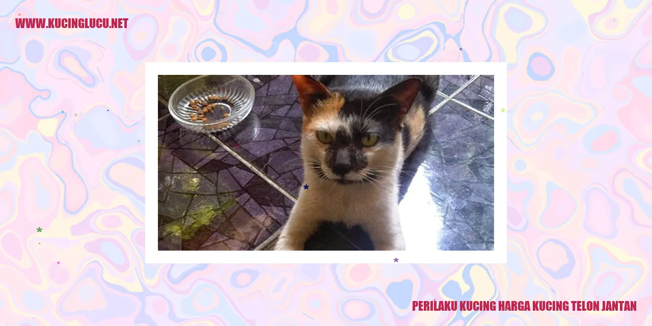 Perilaku Kucing Harga Kucing Telon Jantan