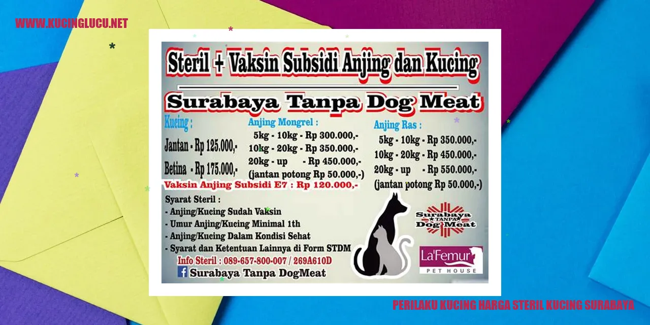 Perilaku Kucing di Surabaya