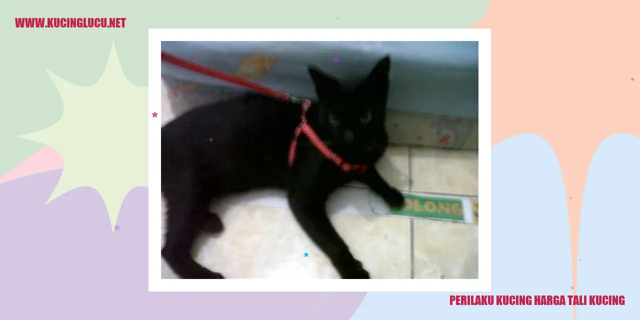 Gambar kucing yang sedang bermain dengan tali