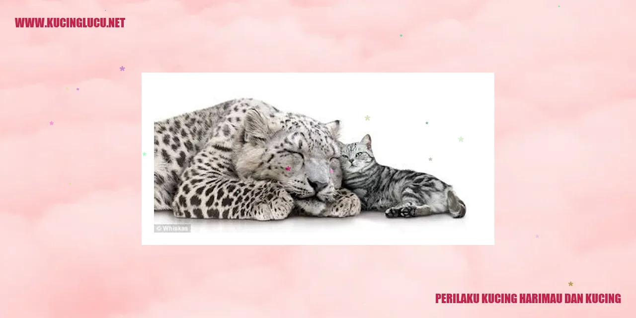 gambar kucing harimau dan kucing