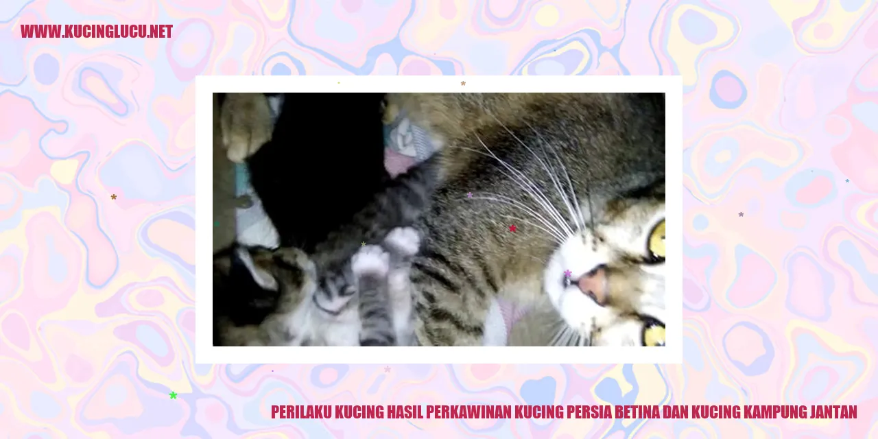 Perilaku Kucing hasil perkawinan kucing persia betina dan kucing kampung jantan