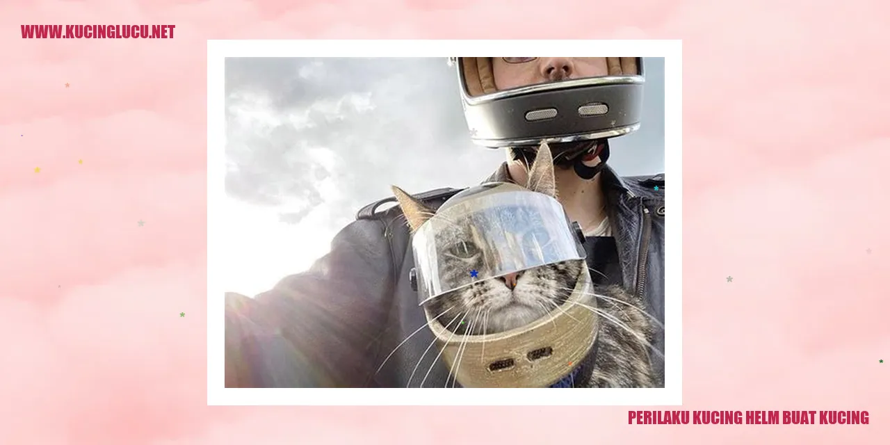 Gambar Kucing Mengenakan Helm