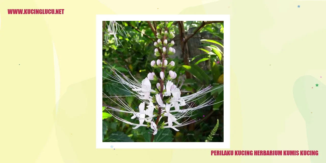 Perilaku Kucing herbarium kumis kucing