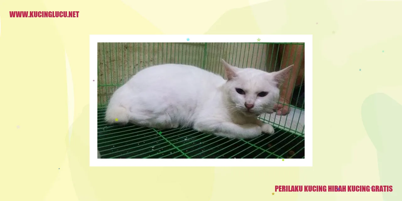 Kucing Gratis