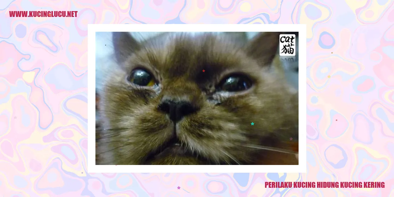 Gambar Kucing dengan Hidung Kering