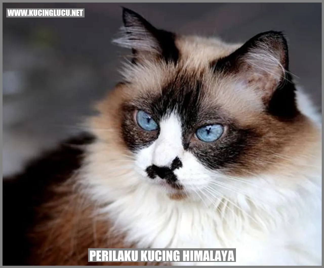 Perilaku Kucing Himalaya