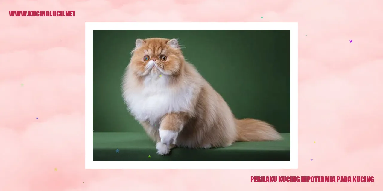 Ilustrasi tentang kucing hipotermia