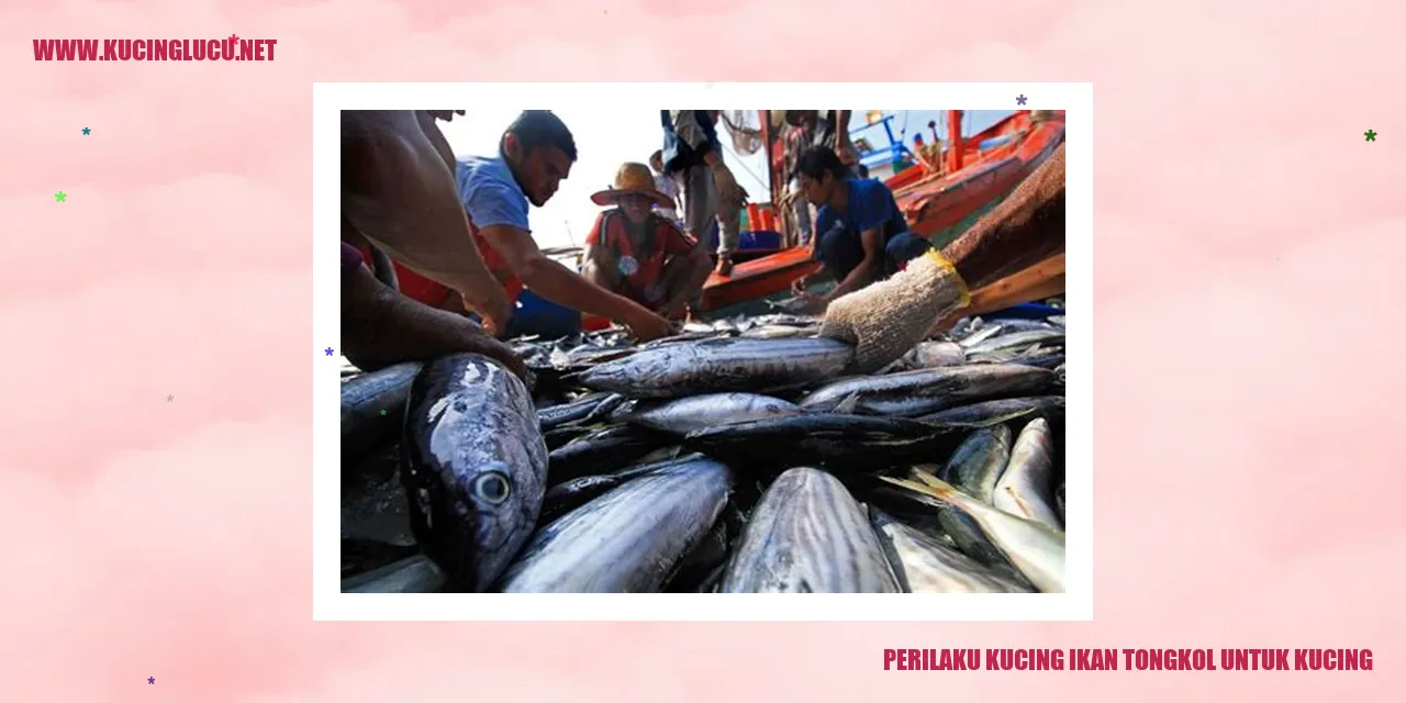 Perilaku Kucing ikan tongkol untuk kucing