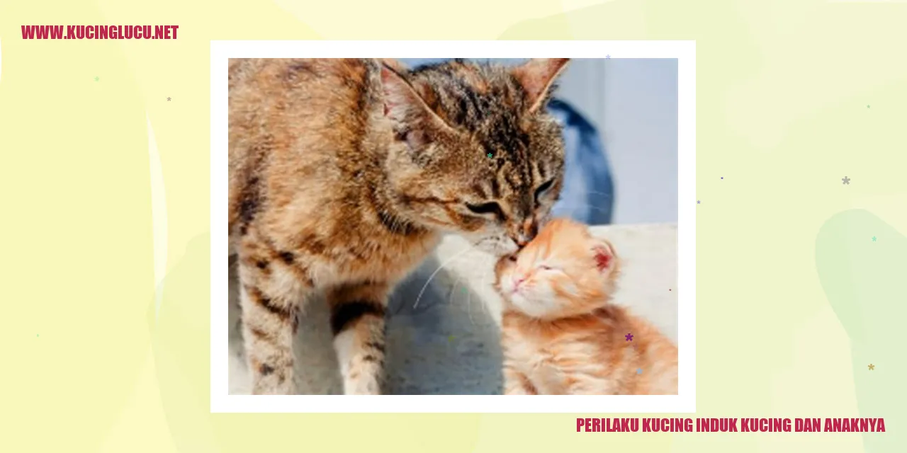 Perilaku Kucing Induk dan Anaknya