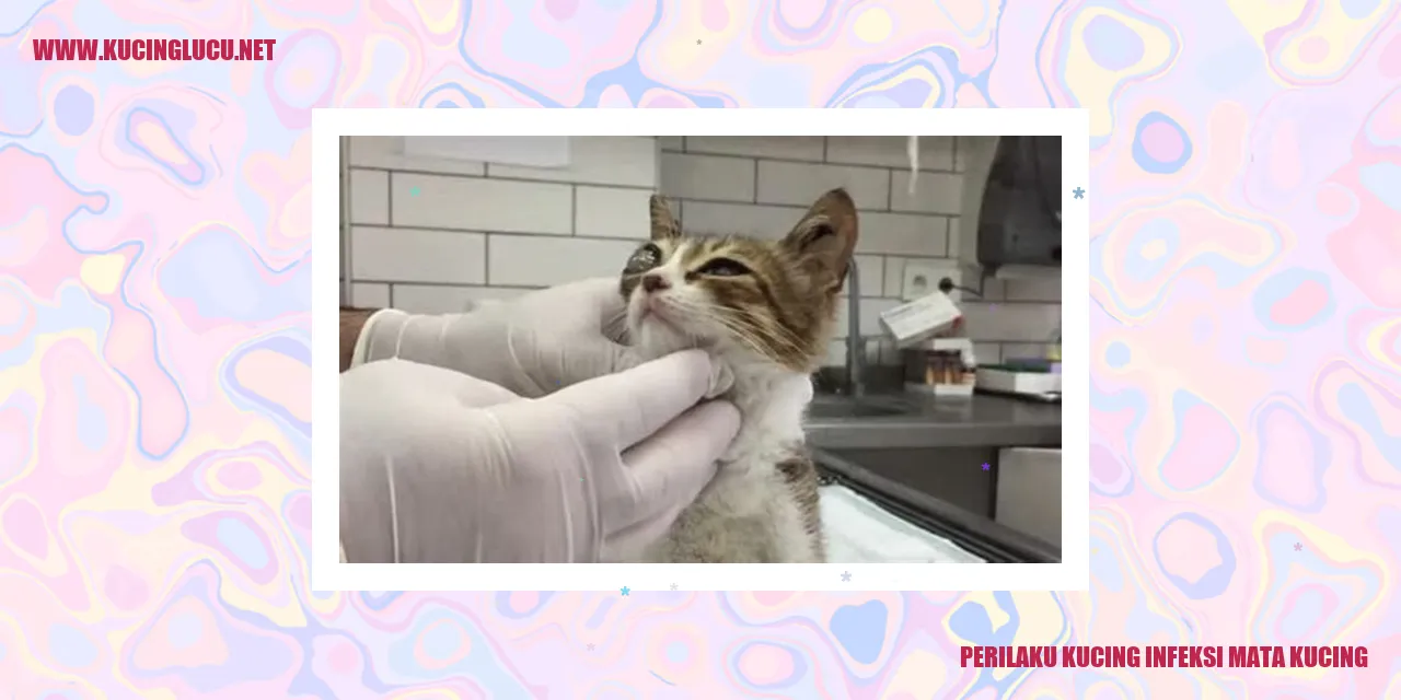 Perilaku Kucing infeksi mata kucing