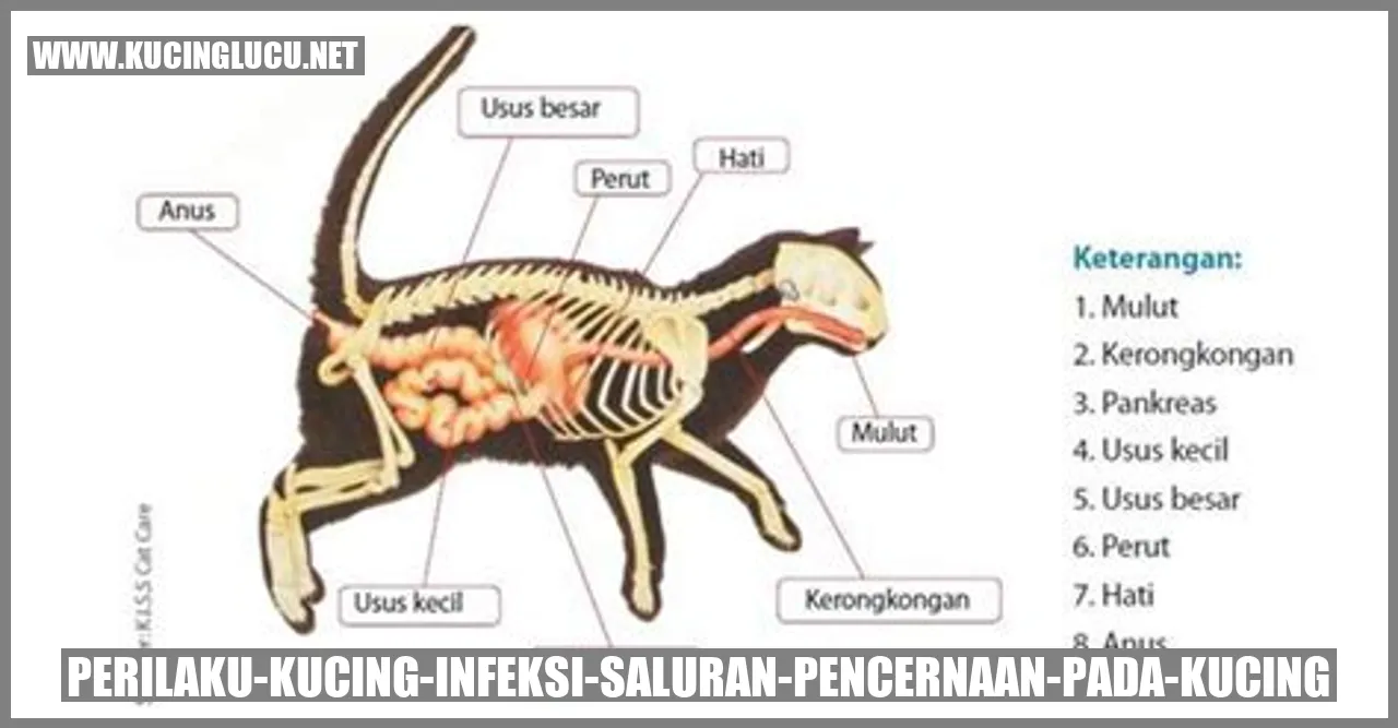 Perilaku Kucing Terkena Infeksi Saluran Pencernaan pada Kucing