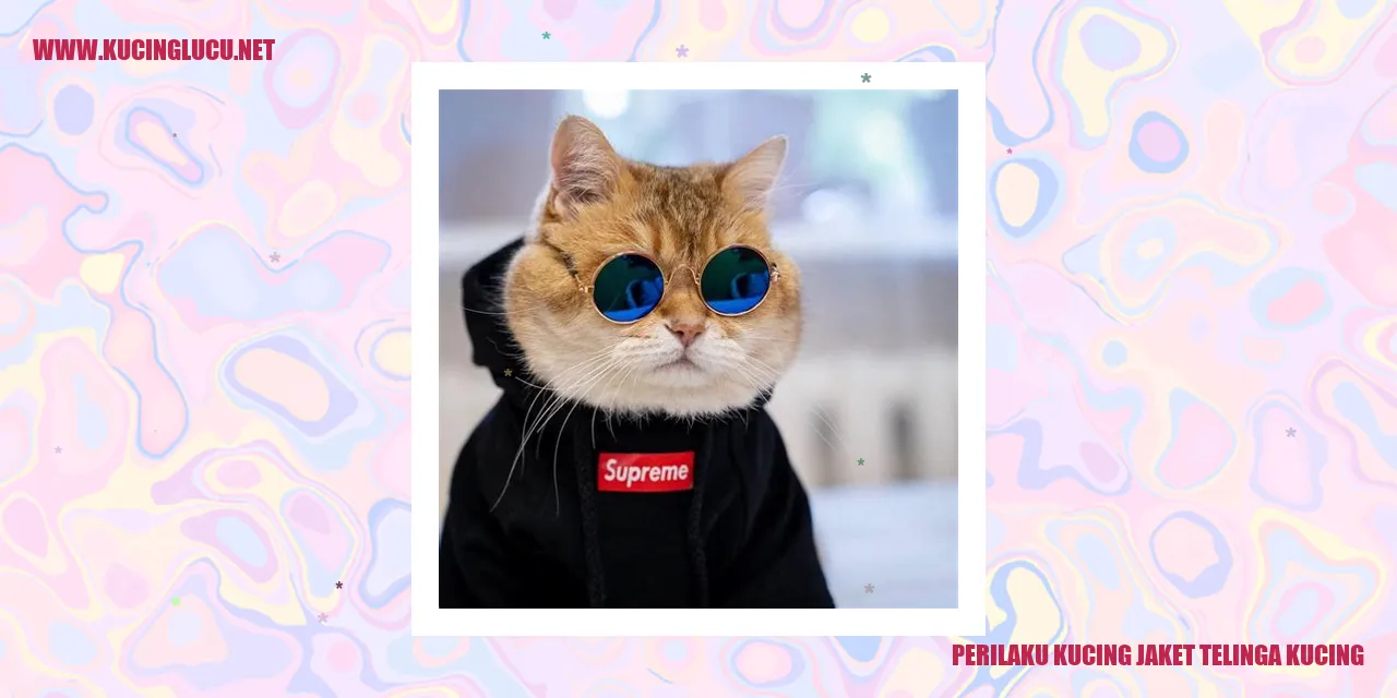 Perilaku Kucing jaket Telinga Kucing