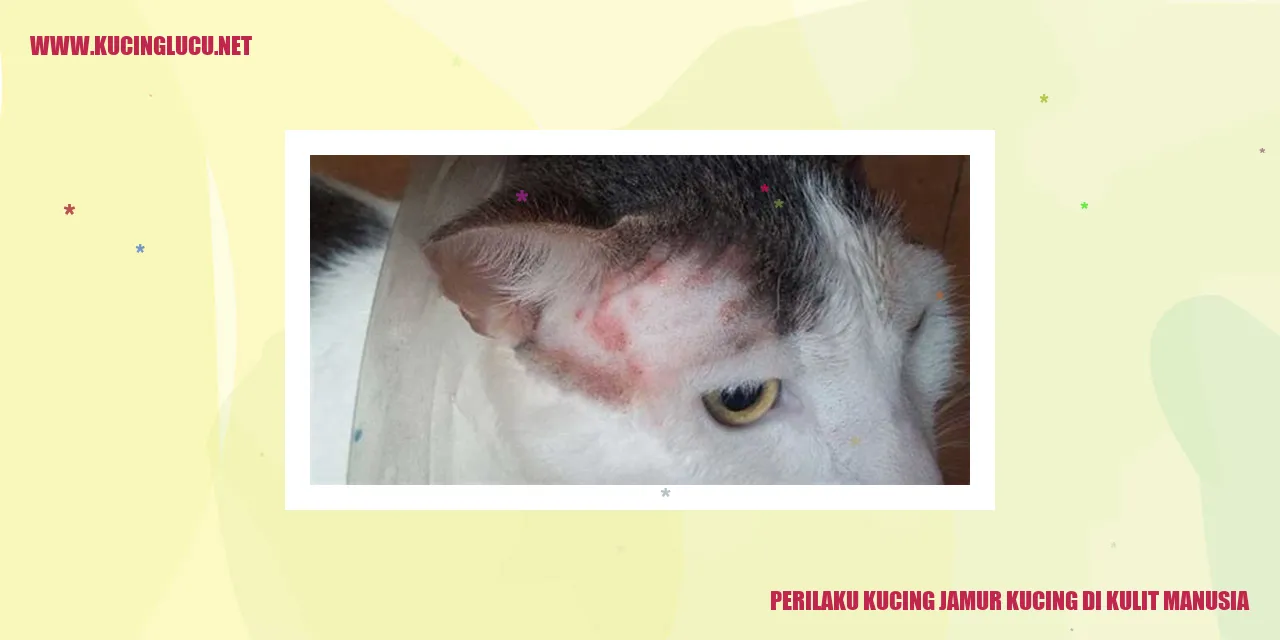 Gambar kucing