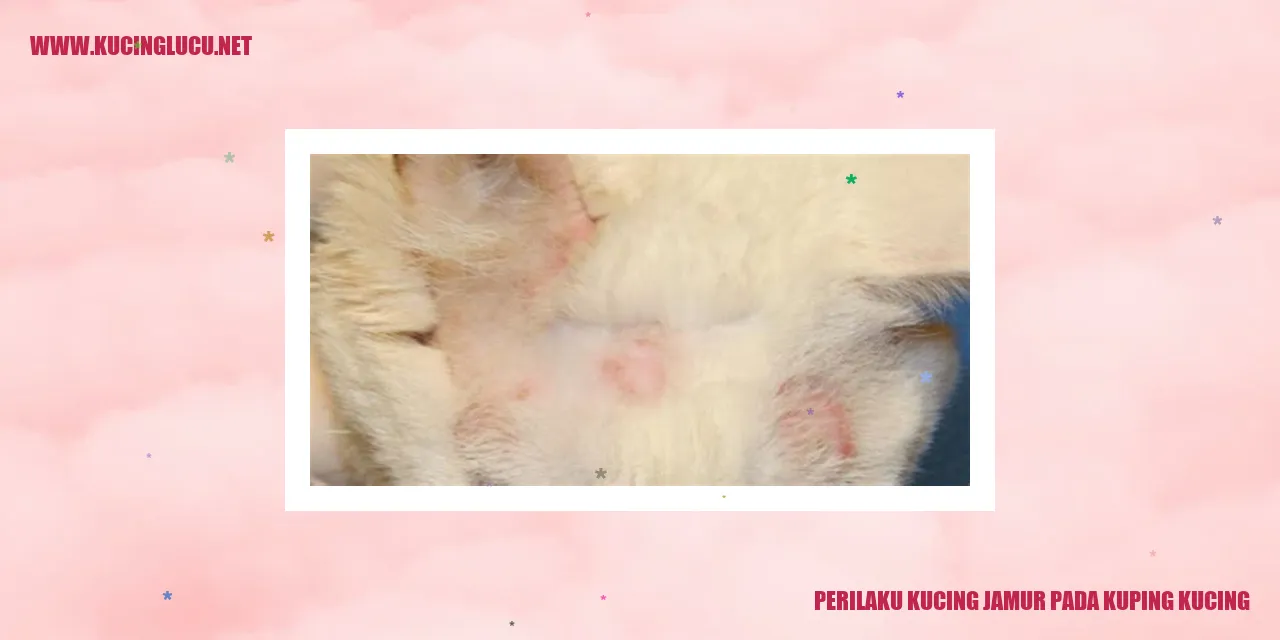 Perilaku Kucing jamur pada kuping kucing