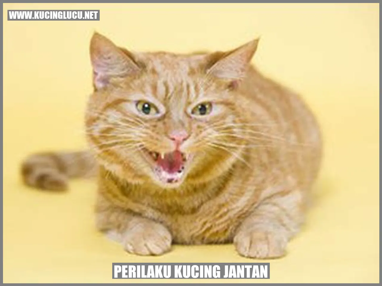 Perilaku Kucing Jantan