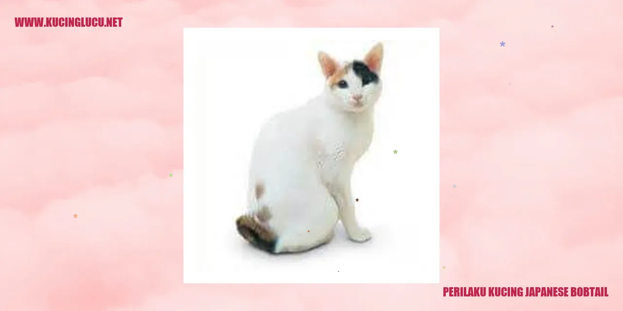 Perilaku Kucing Japanese Bobtail
