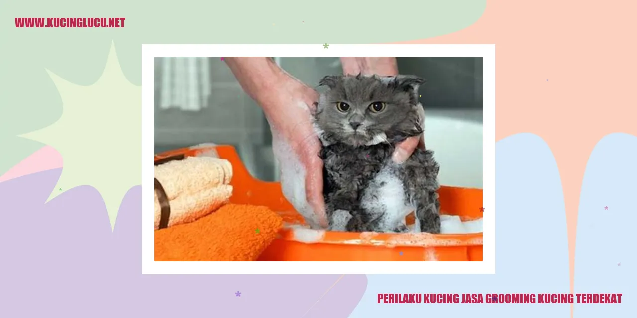 Perilaku Kucing jasa grooming kucing terdekat