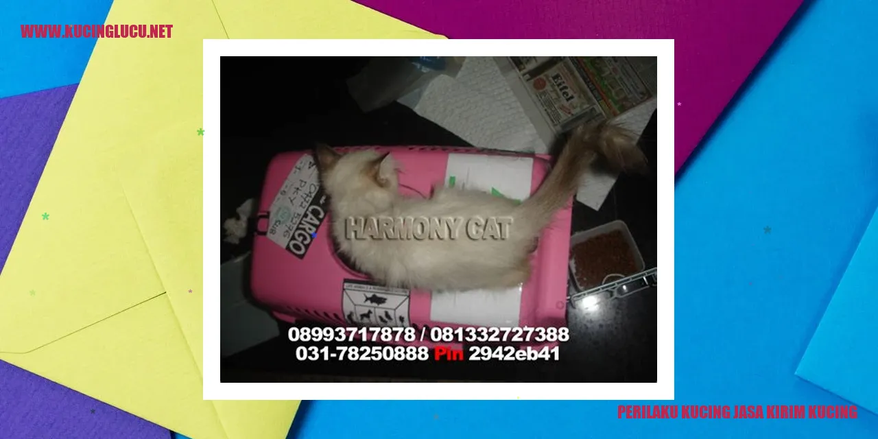 Kucing jasa kirim kucing