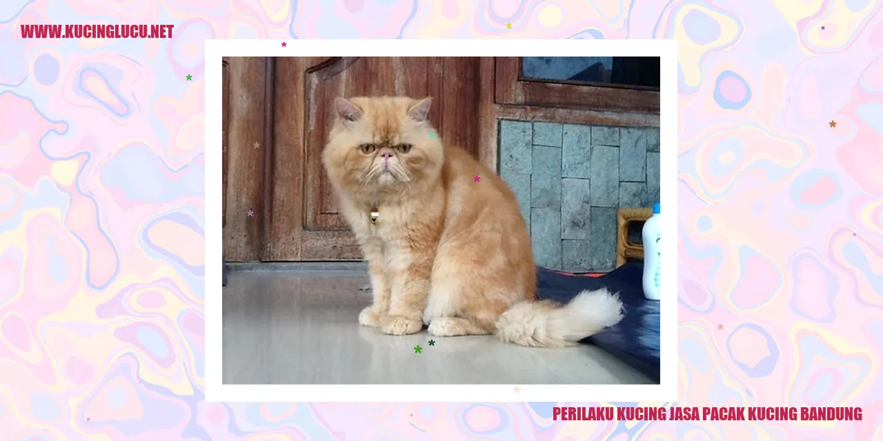 Perilaku Kucing