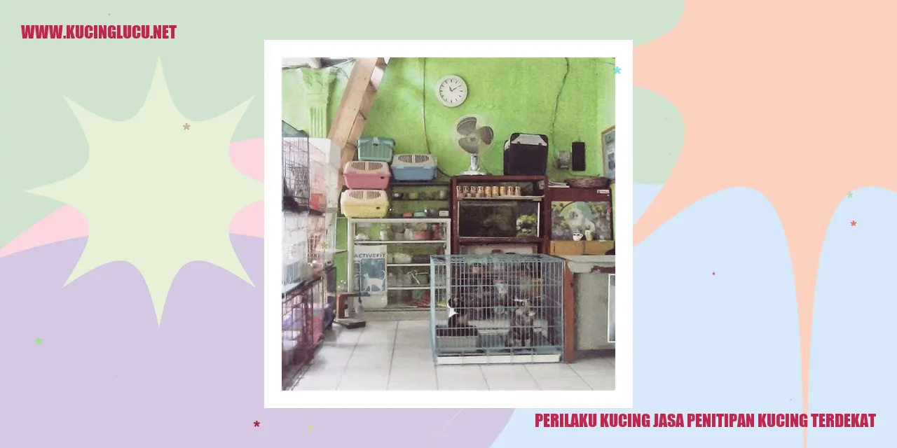 Perilaku Kucing