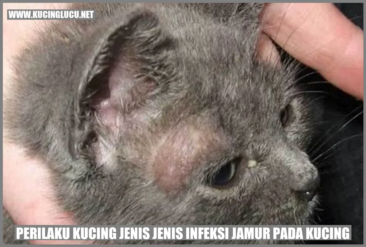 Gambar Kucing