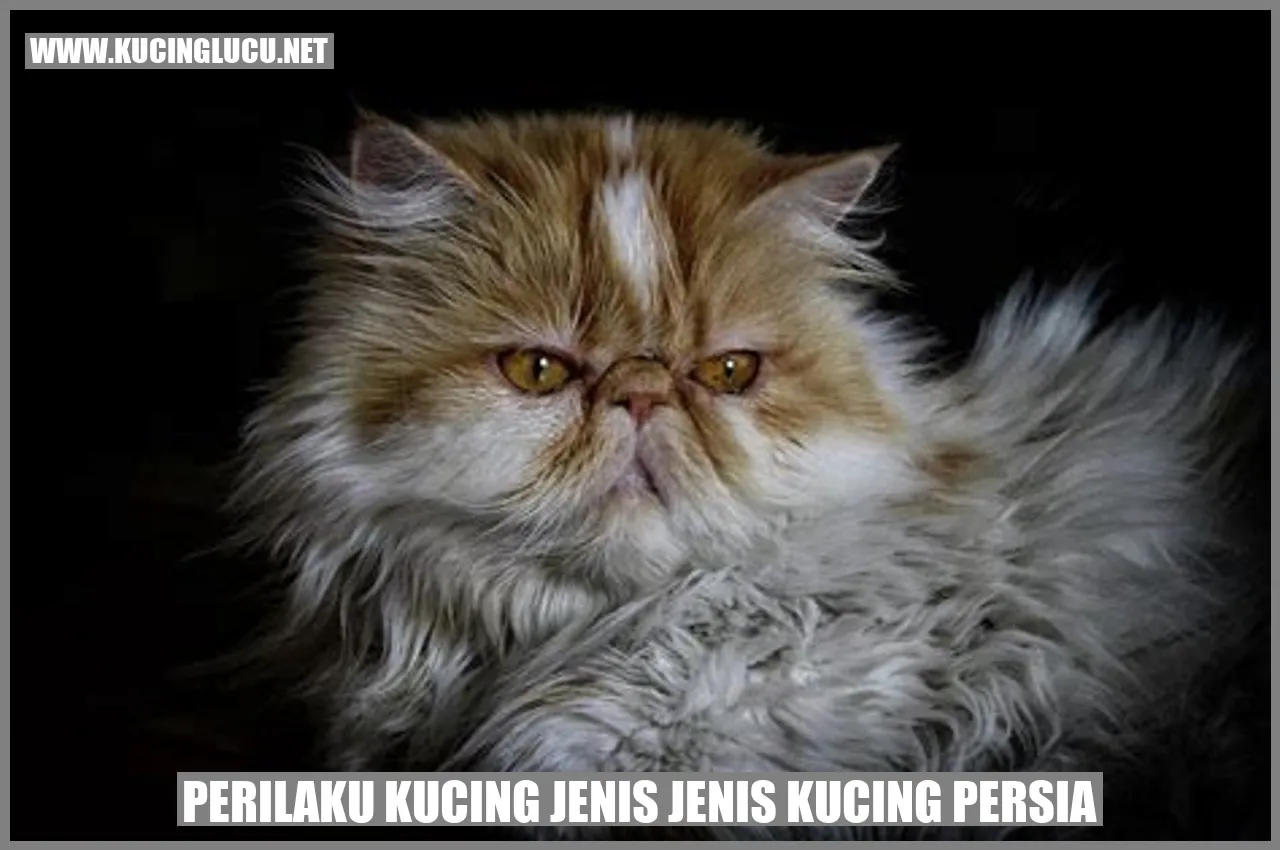 Kucing Persia yang Manis