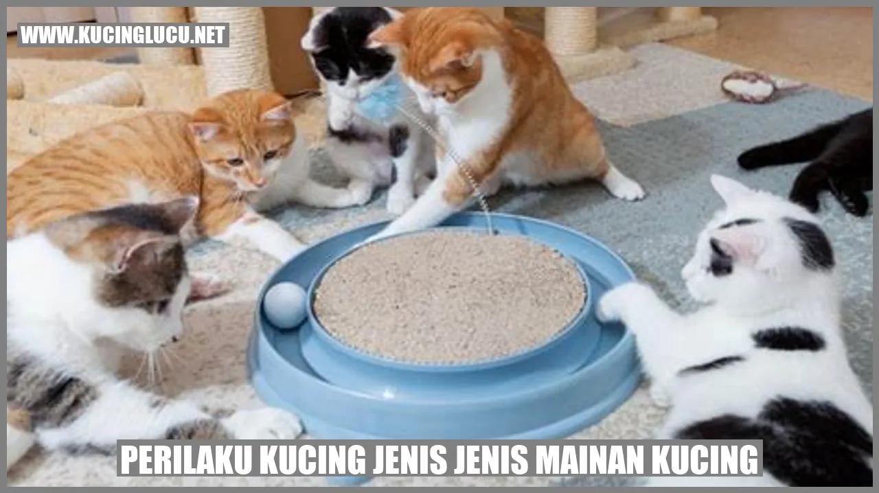 Perilaku Kucing pada Jenis-jenis Mainan Kucing