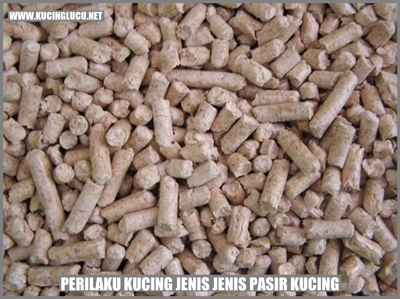 Gambar Kucing Jenis Pasir Kucing