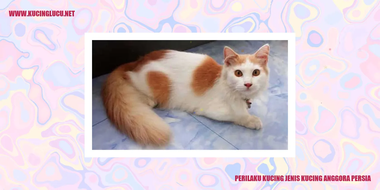 Kucing anggora persia