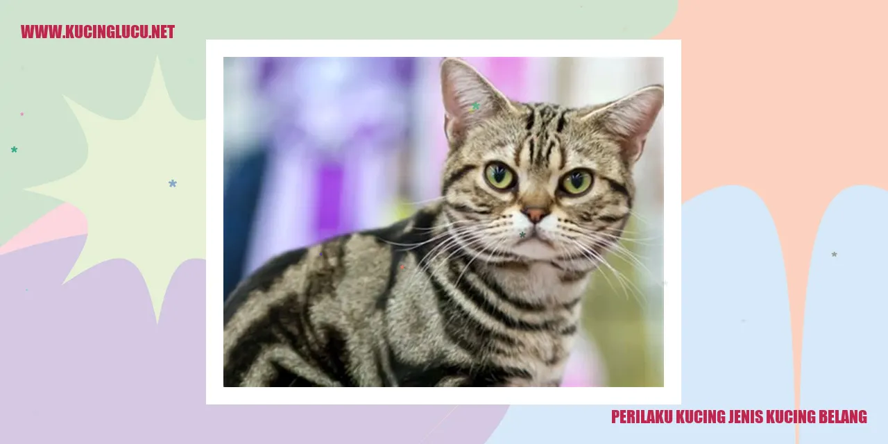 Perilaku Kucing Jenis Kucing Belang