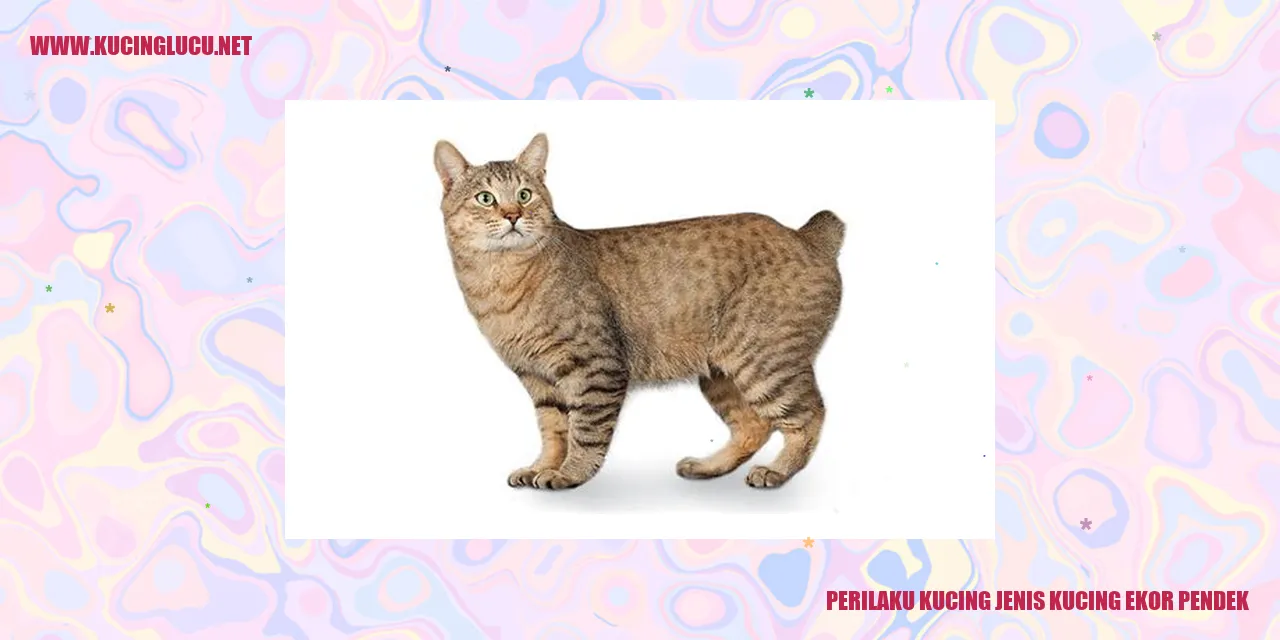 Kucing Ekor Pendek