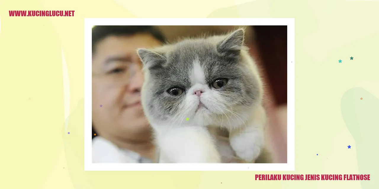 Kucing Flatnose