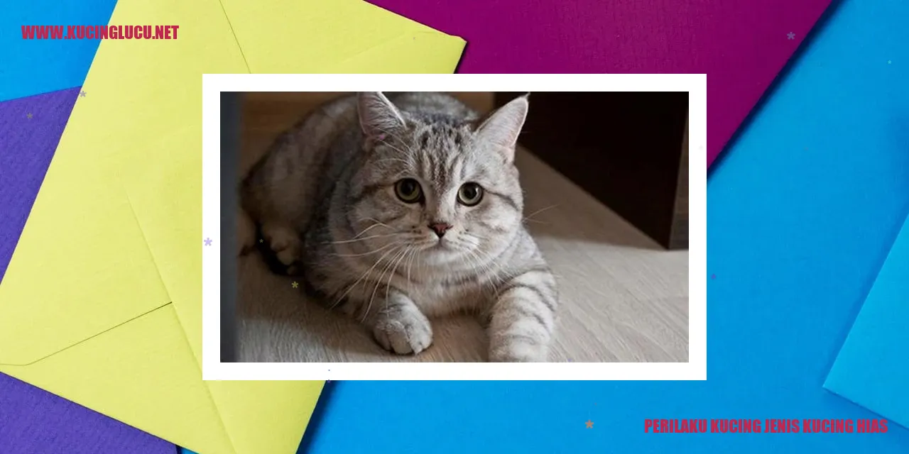 Kucing Hias