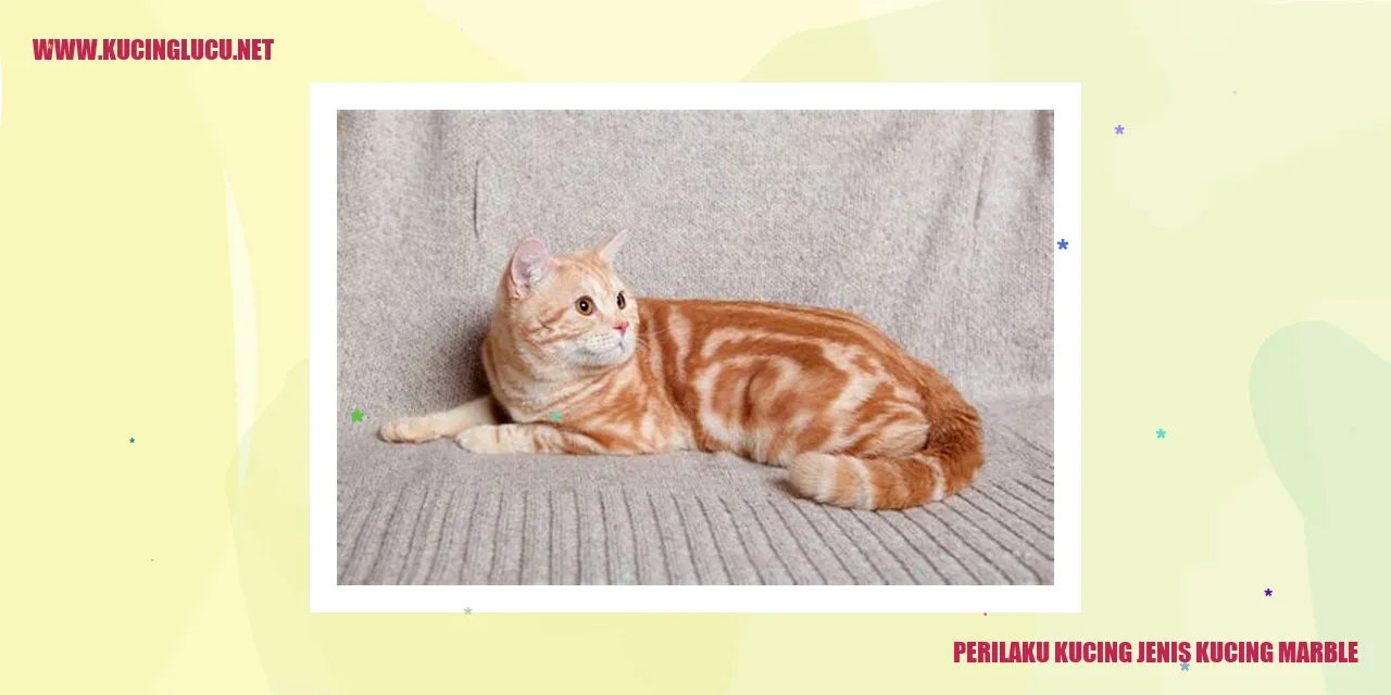 Kucing dengan Ragam Corak Bulu Marmer