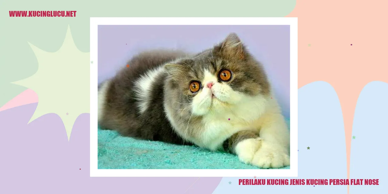Perilaku Kucing jenis kucing persia flat nose