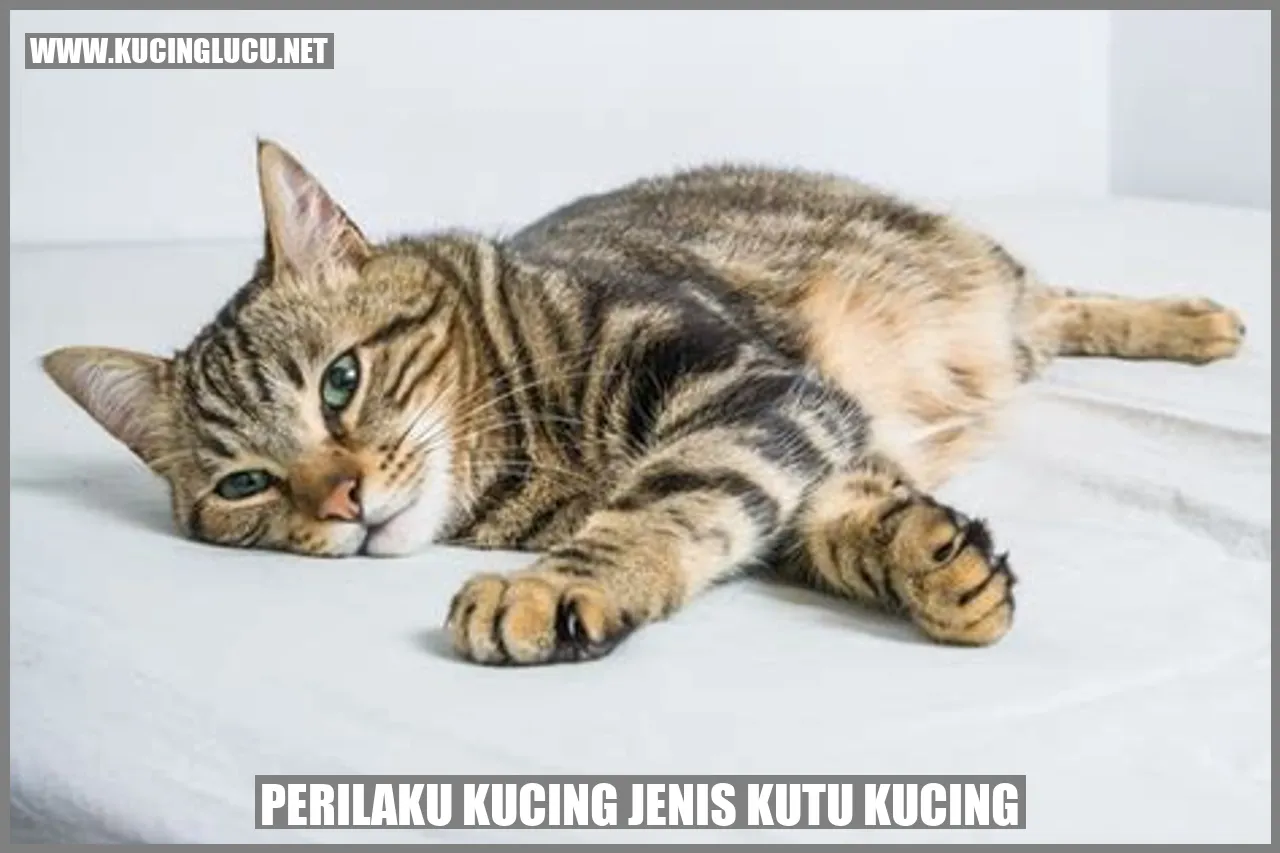 Perilaku Kucing Jenis Kutu Kucing