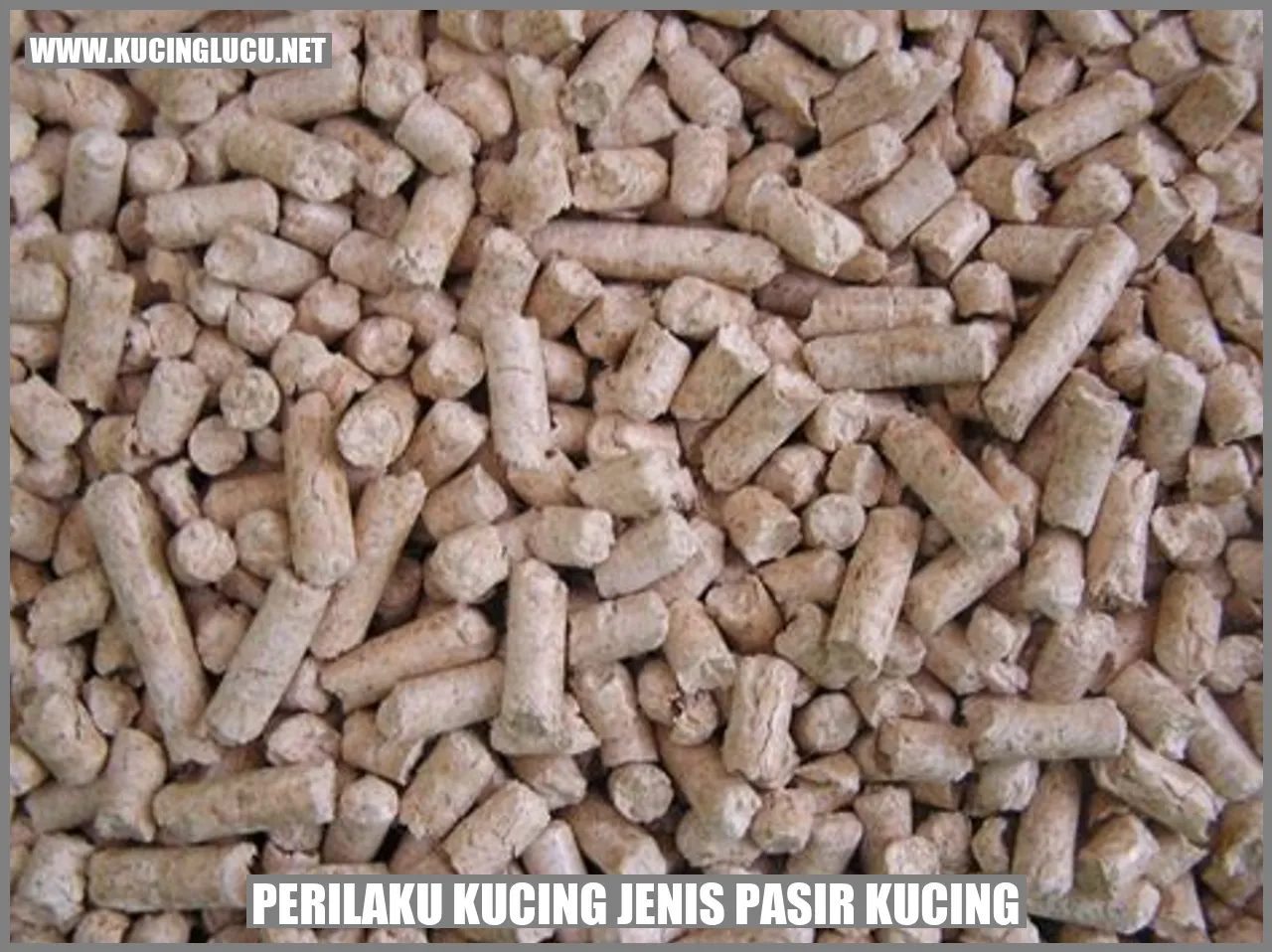 Kucing jenis pasir kucing
