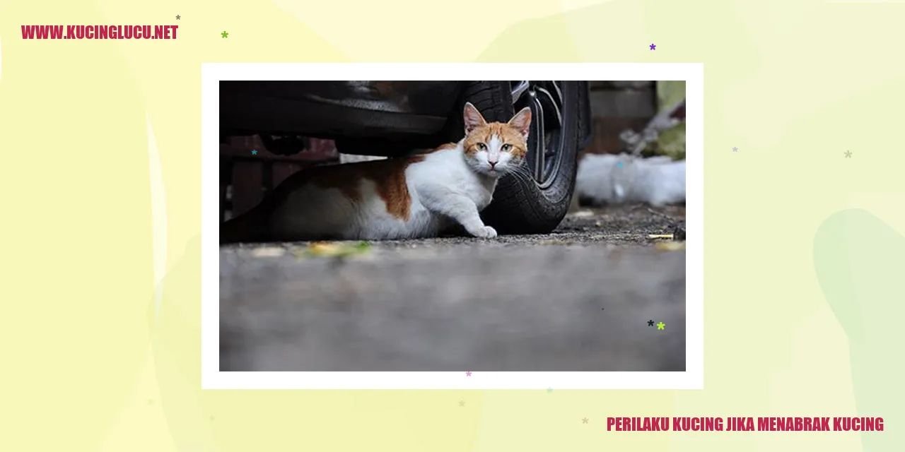 Perilaku Kucing jika menabrak kucing