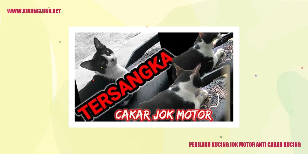 Kucing Menyukai Jok Motor
