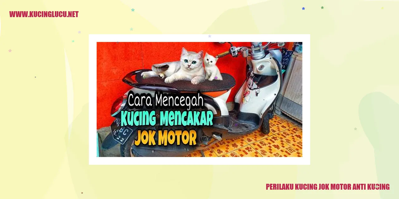 Gambar Kucing jok motor